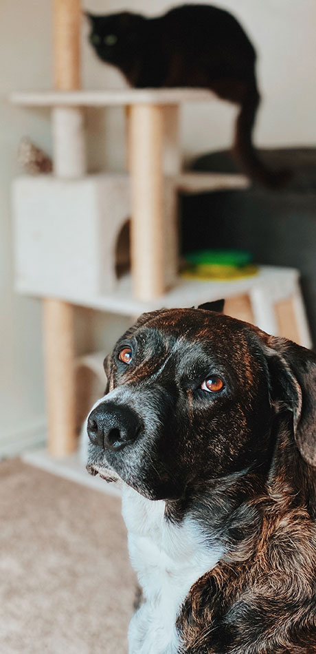 a dog and a cat at home