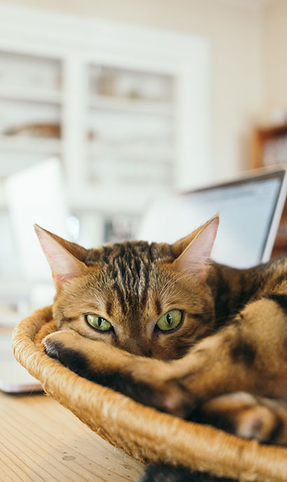 cat in a net